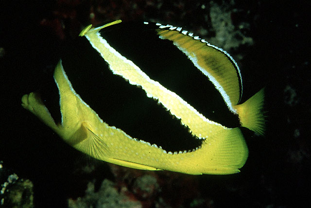 Chaetodon mitratus